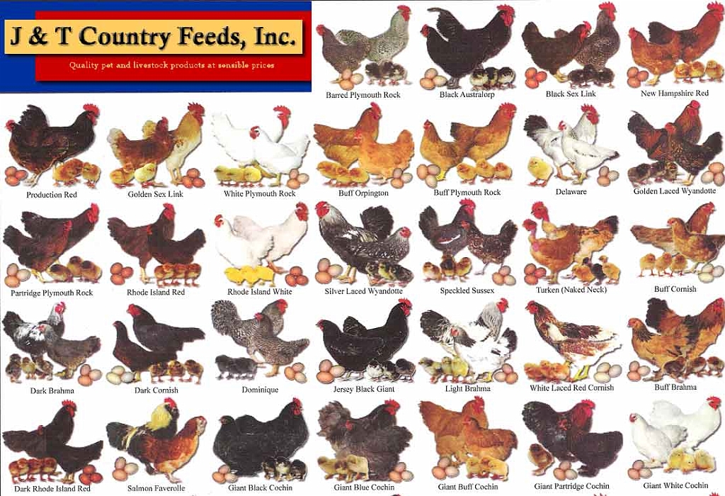 Different Types Of Chickens Chart